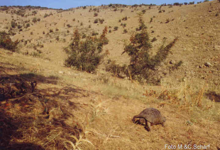 Lebensraum der Breitrandschildkröten (2003)